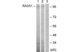 Western blot analysis of extracts from HepG2 cells, using POU2F1/OCT1 (Ab-385) Antibody. (POU2F1 antibody  (AA 361-410))