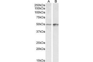 ABIN1590023 (0. (E2F4 antibody  (Internal Region))