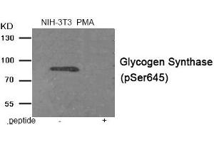 Western blot analysis of extracts from NIH-3T3 cells treated with PMA using Phospho-Glycogen Synthase (Ser645) antibody. (Glycogen Synthase 1 antibody  (pSer645))