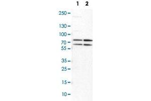 Western Blot analysis of Lane 1: NIH-3T3 cell lysate (mouse embryonic fibroblast cells) and Lane 2: NBT-II cell lysate (Wistar rat bladder tumor cells) with PRMT5 polyclonal antibody .