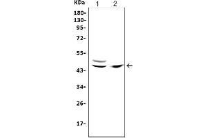 Western blot analysis of TRAF1 using anti-TRAF1 antibody (ABIN3042953).