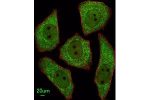 Immunofluorescent analysis of  cells, using LRRC45 Antibody (C-term) (ABIN655315 and ABIN2844894). (LRRC45 antibody  (C-Term))