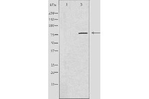 Western blot analysis of extracts from A549 cell, using PDE4C antibody. (PDE4C antibody  (Internal Region))