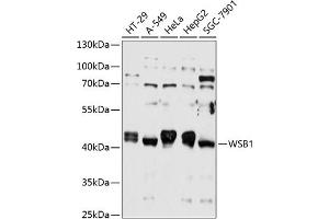 Western blot analysis of extracts of various cell lines, using WSB1 antibody (ABIN6133281, ABIN6150267, ABIN6150268 and ABIN6215789) at 1:1000 dilution. (WSB1 antibody  (AA 182-421))