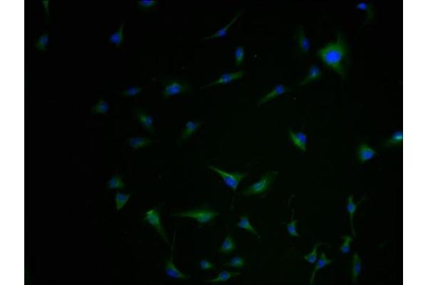 Kir2.2 antibody  (AA 182-433)