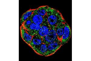 Confocal immunofluorescent analysis of FGF1 Antibody (N-term) (ABIN390361 and ABIN2840769) with WiDr cell followed by Alexa Fluor 488-conjugated goat anti-rabbit lgG (green). (FGF1 antibody  (N-Term))