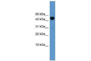 Western Blot showing Bmp10 antibody used at a concentration of 1-2 ug/ml to detect its target protein.