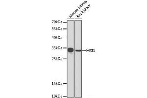 Western blot analysis of extracts of various cell lines using MXI1 Polyclonal Antibody at dilution of 1:1000. (MXI1 antibody)