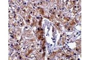 Immunohistochemistry (IHC) image for anti-Caspase 12 (Gene/pseudogene) (CASP12) (Small Isoform) antibody (ABIN1031700) (Caspase 12 antibody  (Small Isoform))