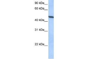 WB Suggested Anti-ADAM33 Antibody Titration:  0. (ADAM33 antibody  (Middle Region))