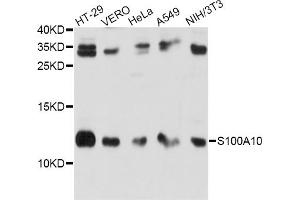 Western blot analysis of extracts of various cell lines, using S100A10 antibody (ABIN6290226) at 1:1000 dilution.
