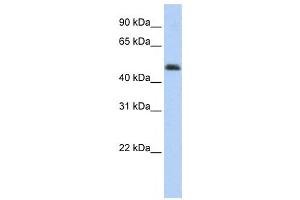 Western Blotting (WB) image for anti-ARC antibody (ABIN2458251) (ARC antibody)