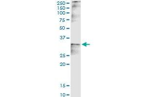 Immunoprecipitation of CCND2 transfected lysate using anti-CCND2 MaxPab rabbit polyclonal antibody and Protein A Magnetic Bead , and immunoblotted with CCND2 purified MaxPab mouse polyclonal antibody (B01P) . (Cyclin D2 antibody  (AA 1-289))