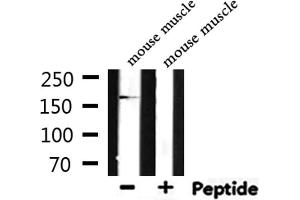 Western blot analysis of extracts from mouse muscle, using MYLK Antibody. (MYLK antibody  (C-Term))