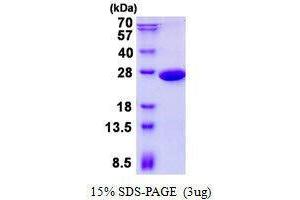 Figure annotation denotes ug of protein loaded and % gel used. (PGPEP1 Protein)