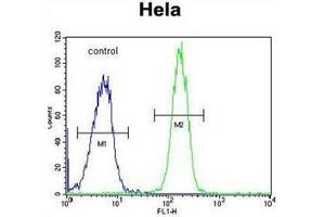 Flow cytometric analysis of Hela cells using GALNT5 Antibody (N-term) Cat. (GALNT5 antibody  (N-Term))