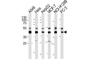Western blot analysis of lysates from A549, Hela, HepG2, MCF-7, NCI-, PC-3 cell line (from left to right), using INHBA Antibody (C-term) (ABIN6242724 and ABIN6577397). (INHBA antibody  (C-Term))