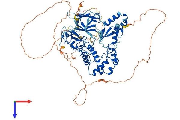 CHFR Protein (AA 1-664) (His tag)