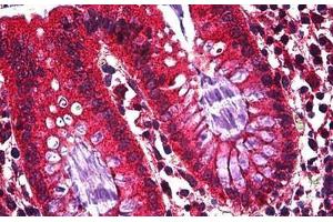 Human Colon, Epithelium: Formalin-Fixed, Paraffin-Embedded (FFPE) (Ghrelin antibody  (AA 1-118))