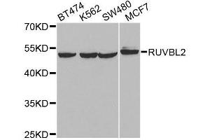 Western blot analysis of extracts of various cell lines, using RUVBL2 antibody. (RUVBL2 antibody  (AA 1-463))