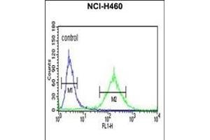 BBS10 Antibody (C-term) (ABIN651074 and ABIN2840061) flow cytometric analysis of NCI- cells (right histogram) compared to a negative control cell (left histogram). (BBS10 antibody  (C-Term))