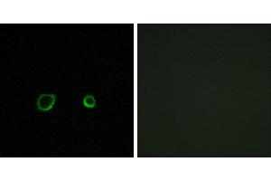Peptide - +Immunofluorescence analysis of A549 cells, using CNTN4 antibody. (Contactin 4 antibody)