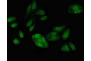 Immunofluorescent analysis of HepG2 cells using ABIN7167680 at dilution of 1:100 and Alexa Fluor 488-congugated AffiniPure Goat Anti-Rabbit IgG(H+L) (RFC4 antibody  (AA 9-142))