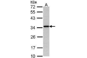 WB Image Sample (30 ug of whole cell lysate) A: Hela 12% SDS PAGE antibody diluted at 1:1000 (NAT1 antibody)