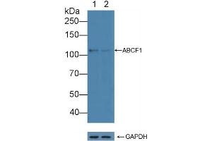 Western Blotting (WB) image for anti-ATP-Binding Cassette, Sub-Family F (GCN20), Member 1 (ABCF1) (AA 625-845) antibody (ABIN7444997)