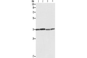 Western Blotting (WB) image for anti-Ribosomal Protein, Large, P0 (RPLP0) antibody (ABIN2428679)