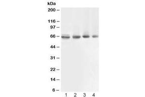 Western blot testing of 1) rat muscle, 2) human COLO320, 3) human 22RV1 and 4) human PANC lysate with ABCB10 antibody at 0. (ABCB10 antibody  (AA 640-678))