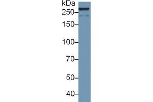 Detection of SPTAN1 in Human U2OS cell lysate using Polyclonal Antibody to Alpha-Fodrin (SPTAN1) (SPTAN1 antibody  (AA 1573-1742))