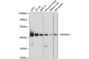 Western blot analysis of extracts of various cell lines, using DN antibody (ABIN7266820) at 1:1000 dilution. (DNAJB12 antibody  (AA 250-409))