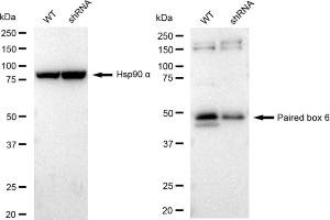 Western blotting analysis using Paired box 6 antibody (ABIN7799725).