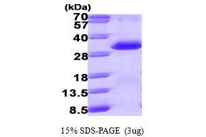 SDS-PAGE (SDS) image for Proteasome (Prosome, Macropain) Activator Subunit 1 (PA28 Alpha) (PSME1) (AA 1-249) protein (His tag) (ABIN667239) (PSME1 Protein (AA 1-249) (His tag))