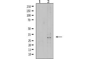 Western blot analysis of extracts from 293, using VTCN1 Antibody. (VTCN1 antibody  (Internal Region))
