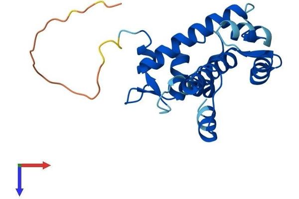 SRI Protein (AA 1-198) (His tag)