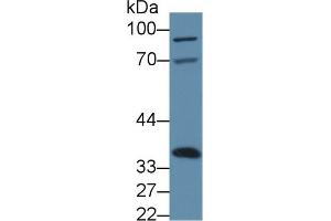 Western blot analysis of Mouse Liver lysate, using Mouse ANXA4 Antibody (3 µg/ml) and HRP-conjugated Goat Anti-Rabbit antibody (