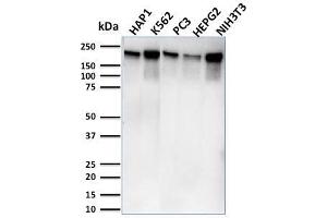 Western Blot Analysis of Human HAP1, K562, PC3, HePG2 & NIH3T3 cell lysates using RNA Poll II Mouse Monoclonal Antibody (CTD4H8). (POLR2A/RPB1 antibody  (pSer5))