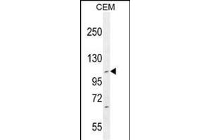 IFT88 Antibody (C-term) (ABIN655090 and ABIN2844723) western blot analysis in CEM cell line lysates (35 μg/lane). (IFT88 antibody  (C-Term))