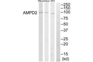 Western Blotting (WB) image for anti-Adenosine Monophosphate Deaminase 2 (AMPD2) (Internal Region) antibody (ABIN1850740) (AMPD2 antibody  (Internal Region))