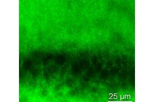 Indirect immunolabeling of PFA fixed rat hippocampus (CA1) treated with pepsin prior labeling. (NMDA 1 Receptor antibody  (AA 35-53))