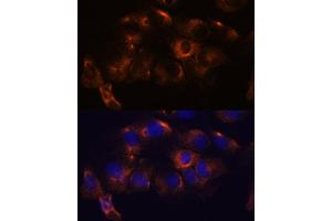 Immunofluorescence analysis of C6 cells using  antibody (ABIN7265713) at dilution of 1:100. (ATL2 antibody  (AA 390-470))