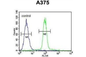 ACF Antibody (C-term) flow cytometric analysis of A375 cells (right histogram) compared to a negative control cell (left histogram). (A1CF antibody  (C-Term))