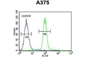 ACF Antibody (C-term) flow cytometric analysis of A375 cells (right histogram) compared to a negative control cell (left histogram). (A1CF antibody  (C-Term))
