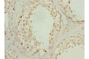 Immunohistochemistry of paraffin-embedded human testis tissue using ABIN7162292 at dilution of 1:100