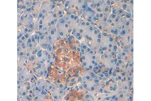 IHC-P analysis of pancreas tissue, with DAB staining. (PTPRN2 antibody  (AA 839-1015))