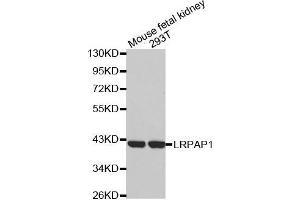 Western blot analysis of extracts of various cell lines, using LRPAP1 antibody. (LRPAP1 antibody)