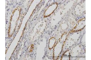 Image no. 1 for anti-Paralemmin (PALM) (AA 176-285) antibody (ABIN598853) (Paralemmin antibody  (AA 176-285))