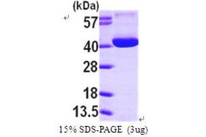OGG1 Protein (AA 1-345) (His tag)